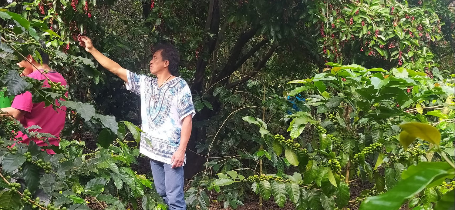 Dave Longgawe inspecting coffee plants in a coffee plantation